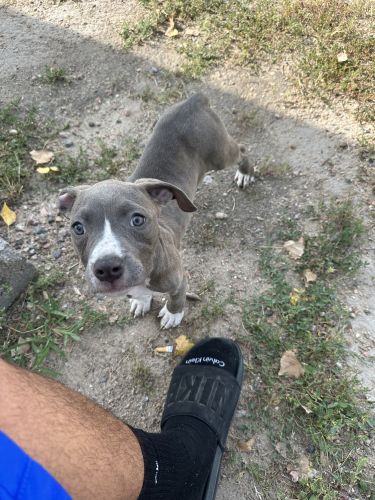 Got a9 week old blue nose pit for sell