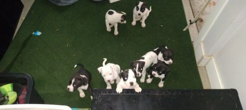 Cute pitbull puppies