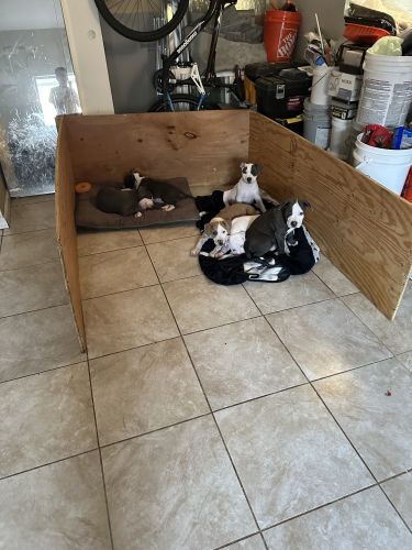 Blue nose pet puppies adorable