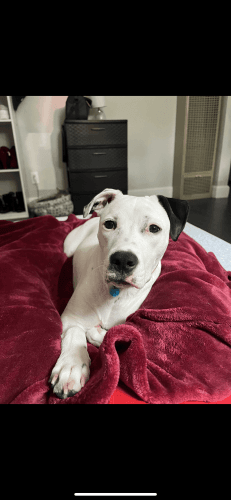 American Pit Bull Terrier Dalmatian mix
