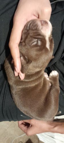 Red nose Pit Cane Corso mix