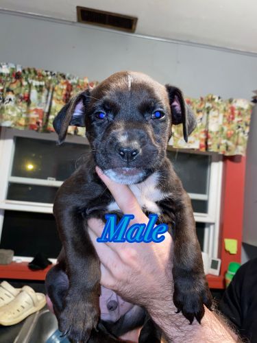 American pit pups needing forever homes