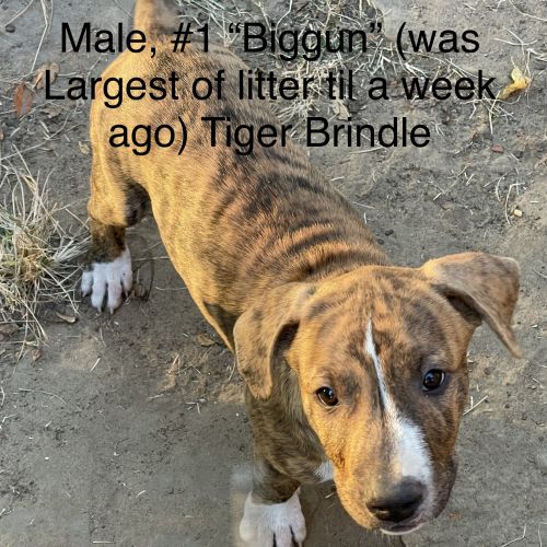 Blue Nose Gotti/Razor &Am Standard(dad)Pit Bull Terrier Puppies