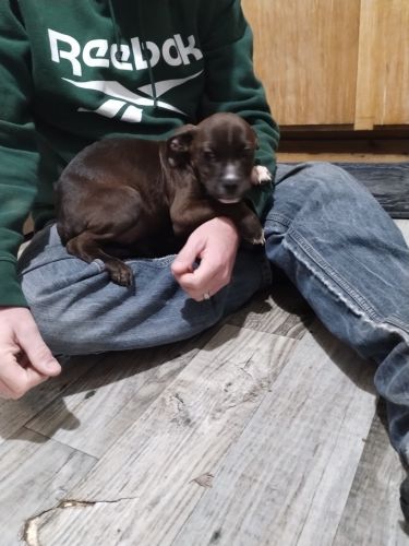 Christmas Puppies...Pit Bulls