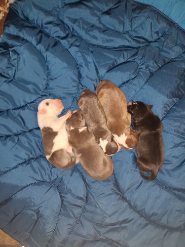 5 Male Pitbull puppies