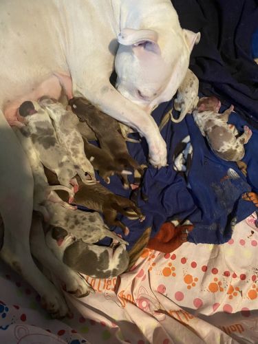 Merle Pitbull Puppies