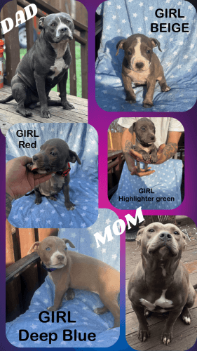 Blue/Fawn/Brindle PitBull Puppies