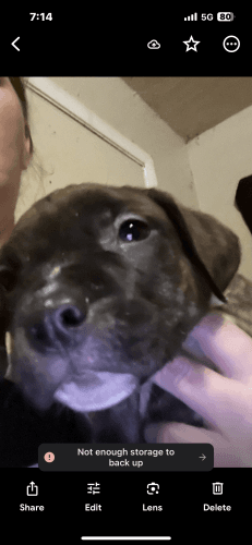 Pure pit bull puppies