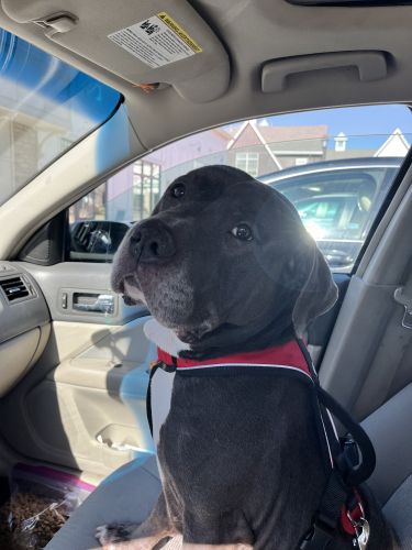 Lovable Pup to Rehome