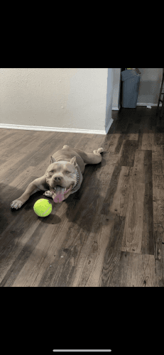 Selling my American bully