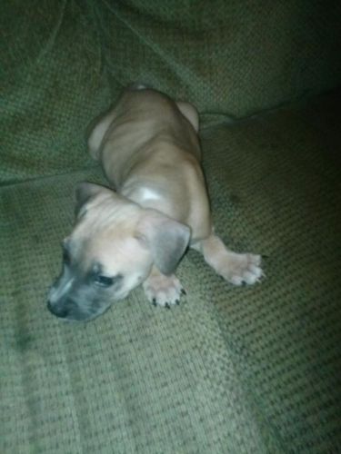 Handsome Blue Fawn Male Pitbull Puppy!