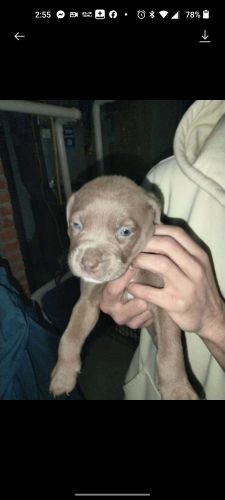 Pitbull puppies for sale