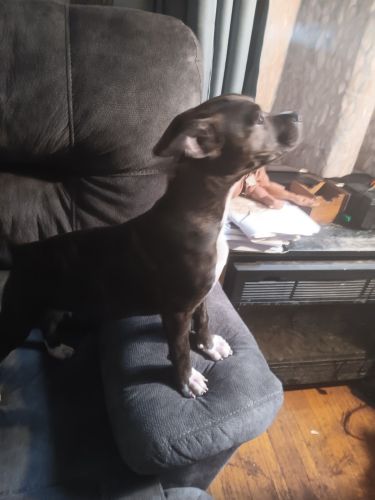 4 American breeded pitbull puppies 3girls,1boy