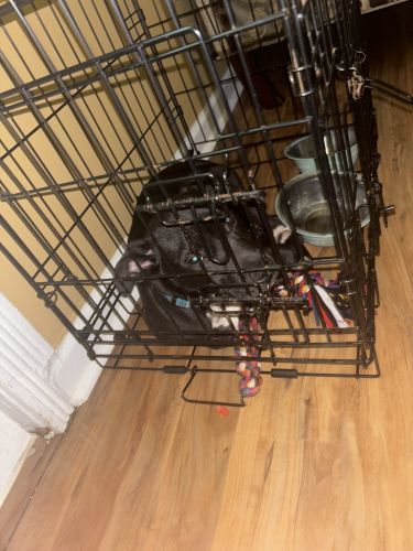 American Pit Bull Terrier Puppies for sale in Jackson, MS, USA. price: $350