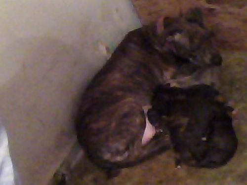 Quality Heavy bred Boomerang pups