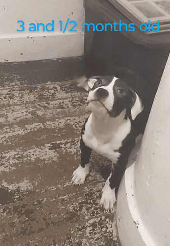 Purebred pit Bull terrier looking for their forever home