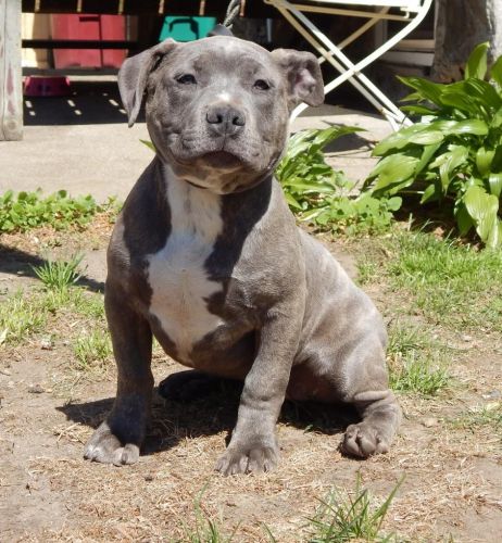 American bully puppies
