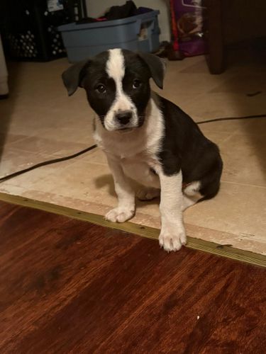 American Pitbull Terrier