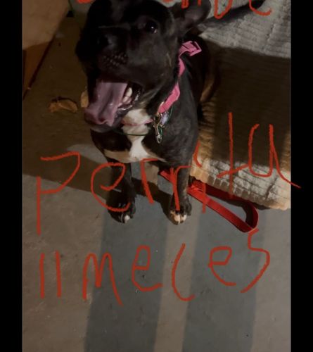 *** …Lucy hablo español