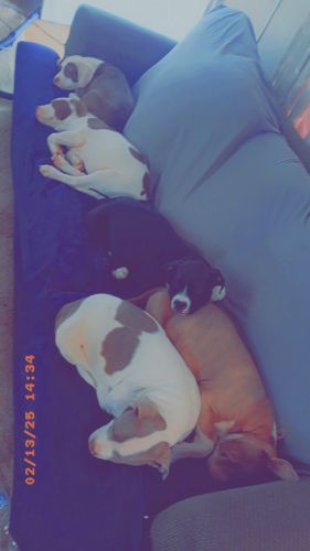 Pitbull puppies