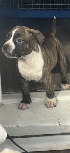 American XL Bullies 4SALE
