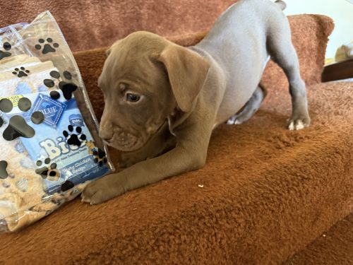 American Staffordshire Terrier