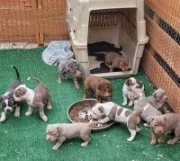 Pitbull Puppies For Rehoming
