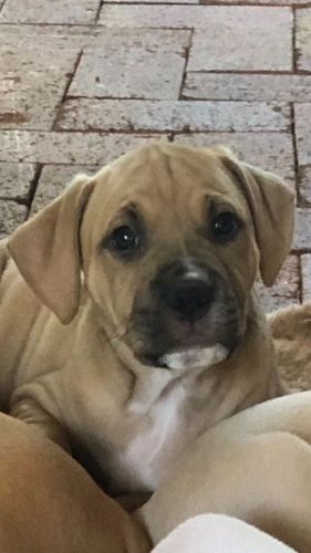 American Pit Bull Terrier Puppies for sale in Maryborough QLD 4650, Australia. price: NA