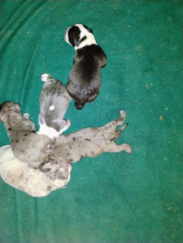 Beautiful merle Pitbull puppies need fur-ever homes