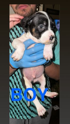 10 American Bullies for sale
