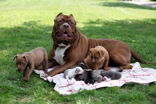 Top Quality American Pitbull terrier Puppies