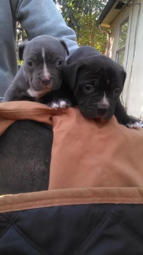 bully puppies