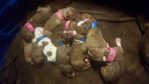 Pitbull puppies