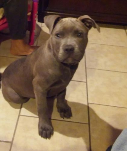 Blue nose razor edge puppy