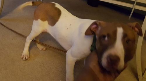 Emmitt, Redboy, Bullet, Eli Pups