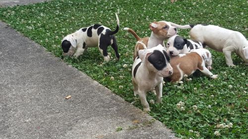Adorable Pitbull Pups