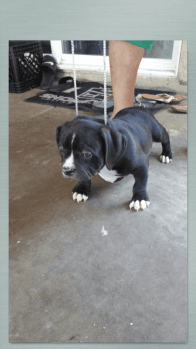 Ukc Pocket American Bully