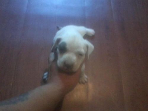 American Pitbull Terrier puppies
