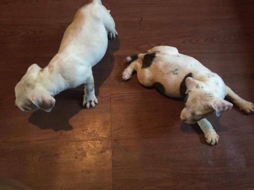 American Pitbull Terrier puppies