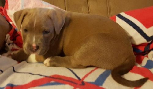 Cute American Pit Bull