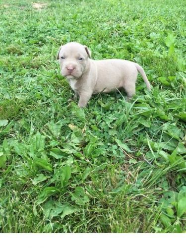 Adorable Pit Bull Terrier