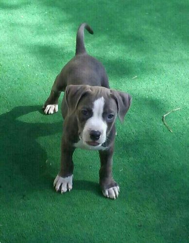 Beautiful Puppies 10Weeks Old Bullies