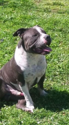 PR ukc Razors edge bullies