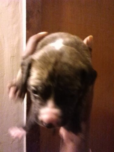 blue pitbull pup male