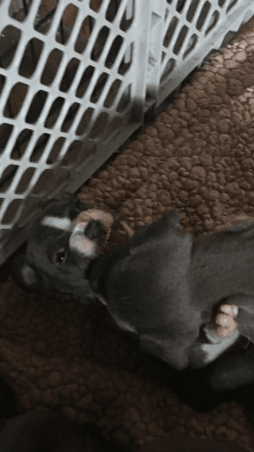 RAZORS edge blue pit bull puppies