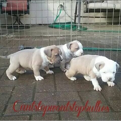 UKC American Pit Bull Terrier