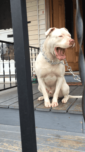 Beautiful Pitbull Puppy's