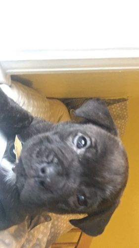 6Week old Puppy for Sale !