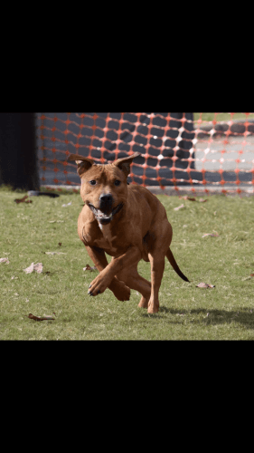 Ch jeep cottingham pups available