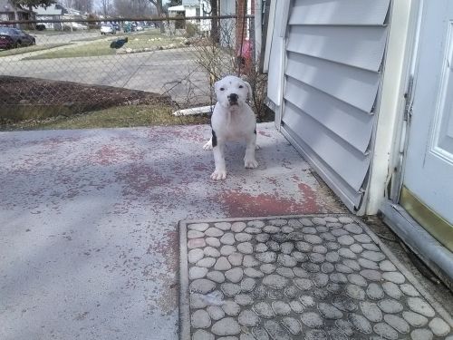 American pitbull terri puppies